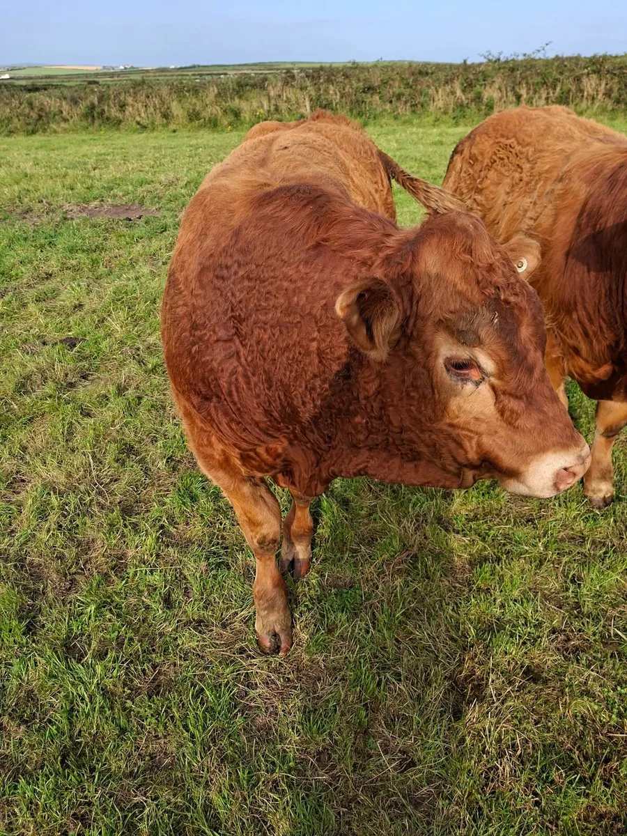 2 Limousine  Bulls - Image 4
