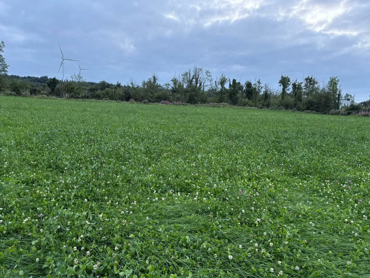 Meadow for sale - Image 1