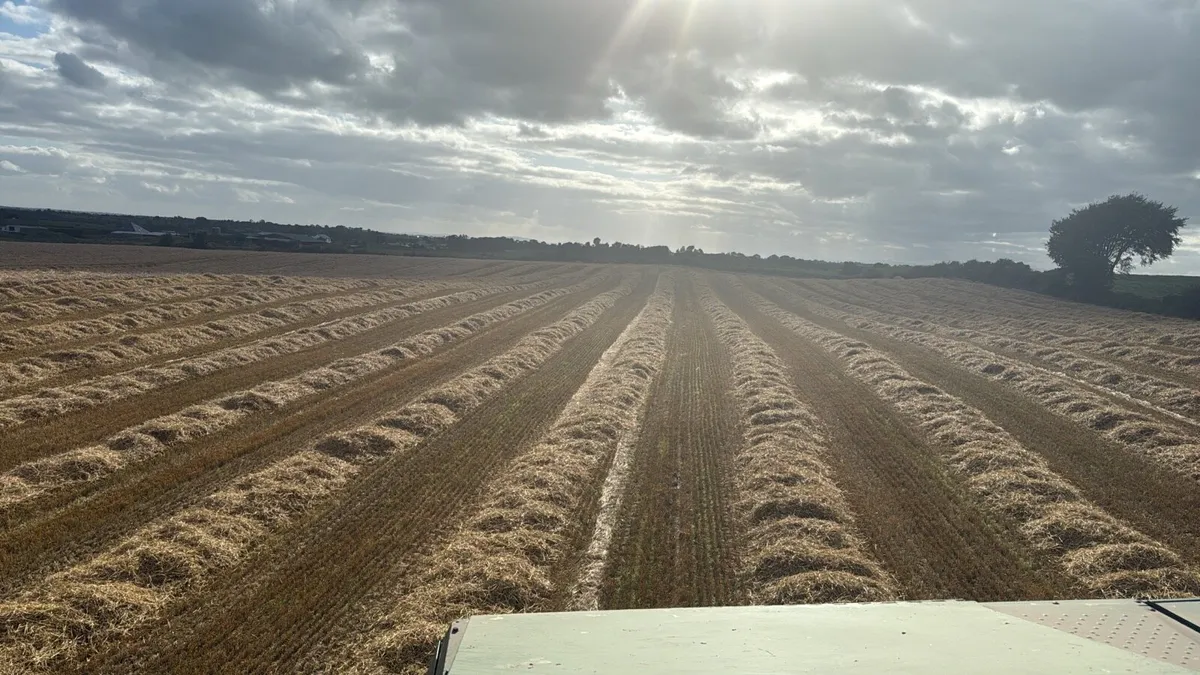 Oaten straw - Image 1