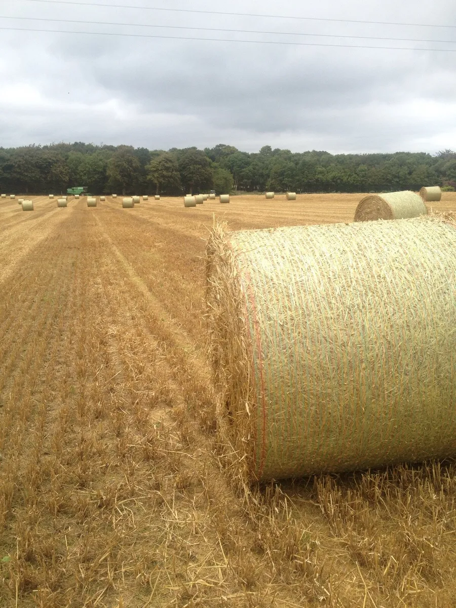 Oaten straw - Image 2
