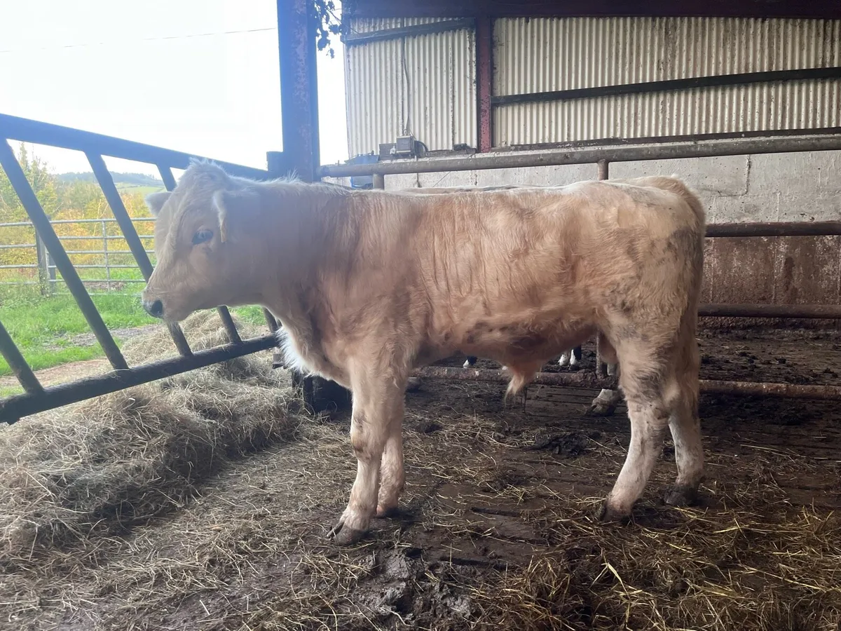 Belgian Blue Bull Weanling - Image 2