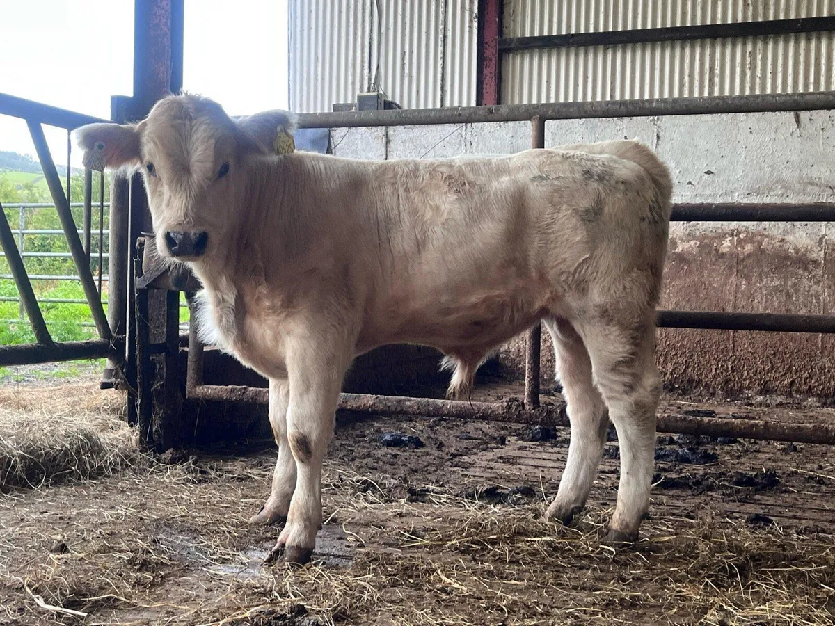 Belgian Blue Bull Weanling - Image 1