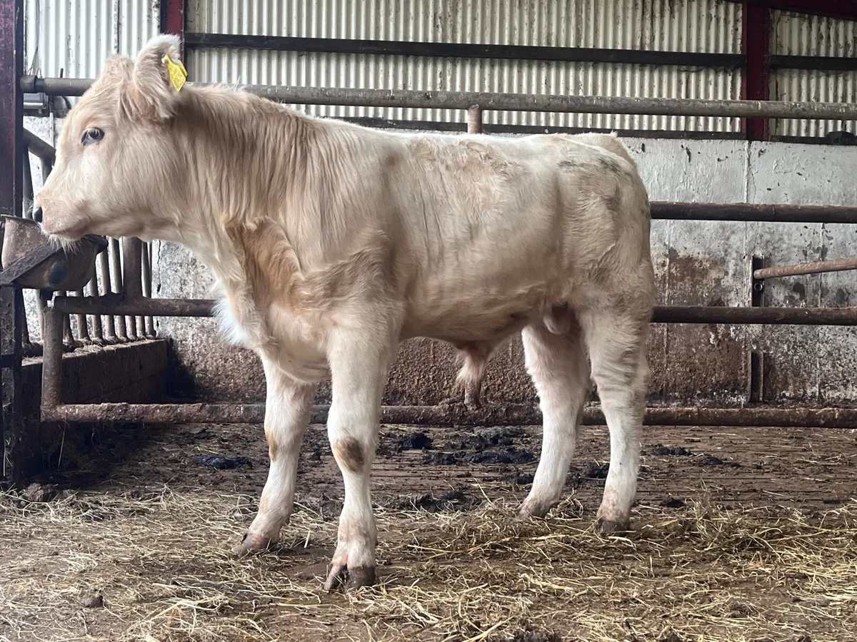 Belgian Blue Bull Weanling - Image 3