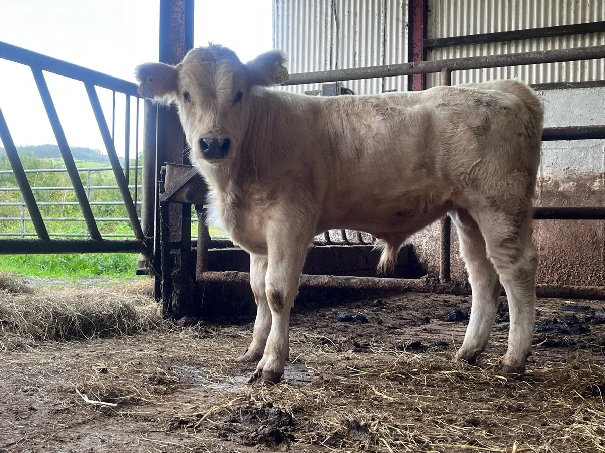 Belgian Blue Bull Weanling - Image 4