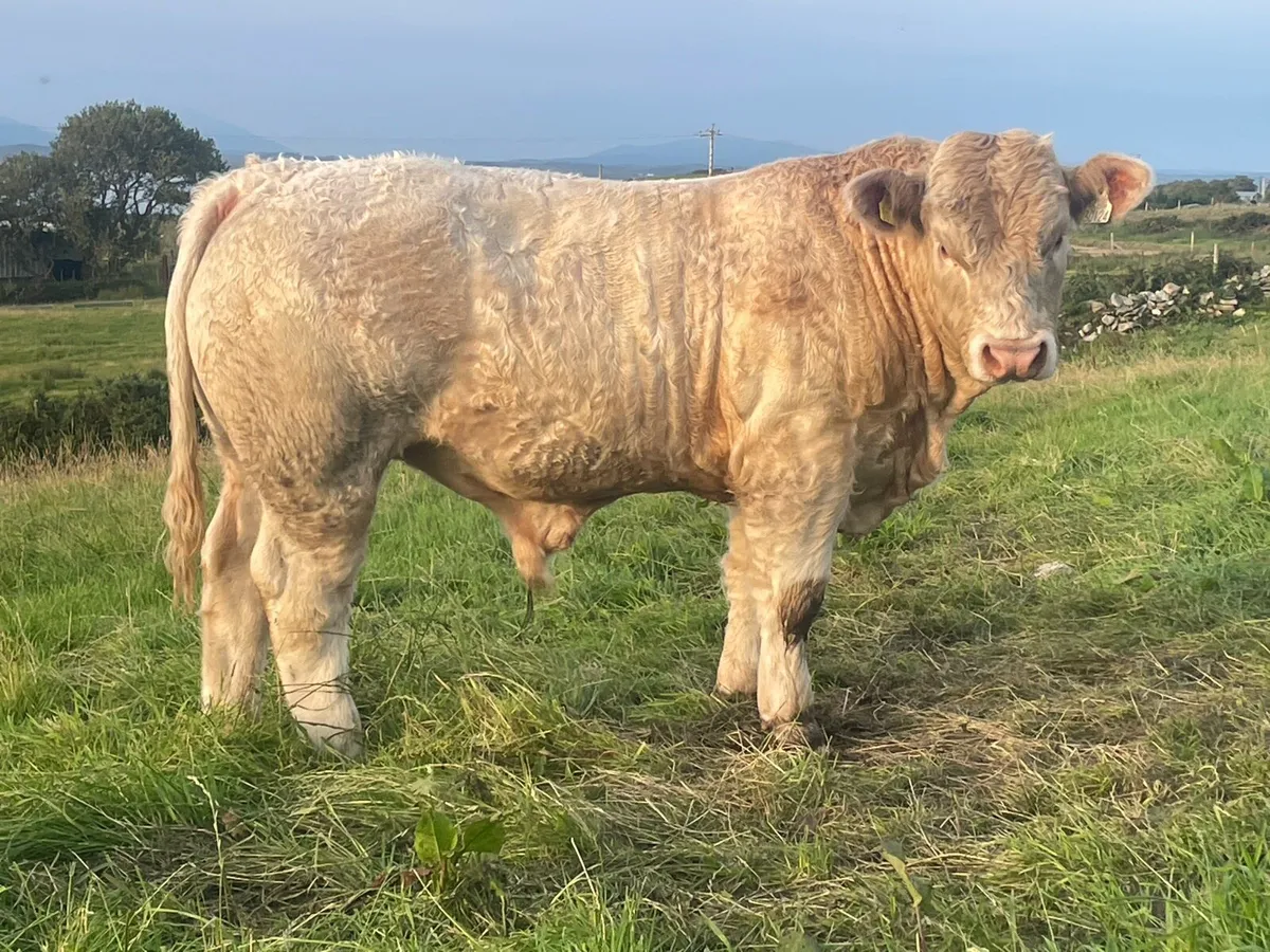 Pedigree Reg.Charolais Bull(9 months old) - Image 1