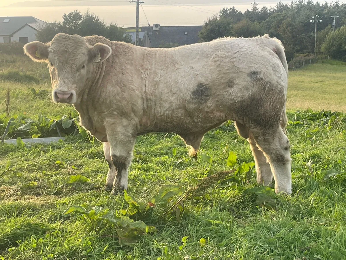 Pedigree Reg.Charolais Bull(9 months old) - Image 3