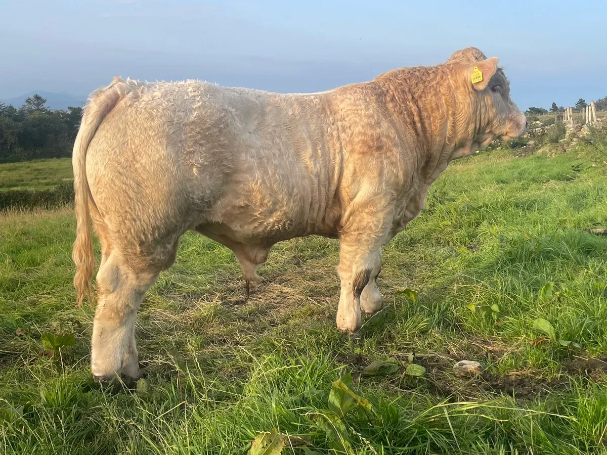 Pedigree Reg.Charolais Bull(9 months old) - Image 4