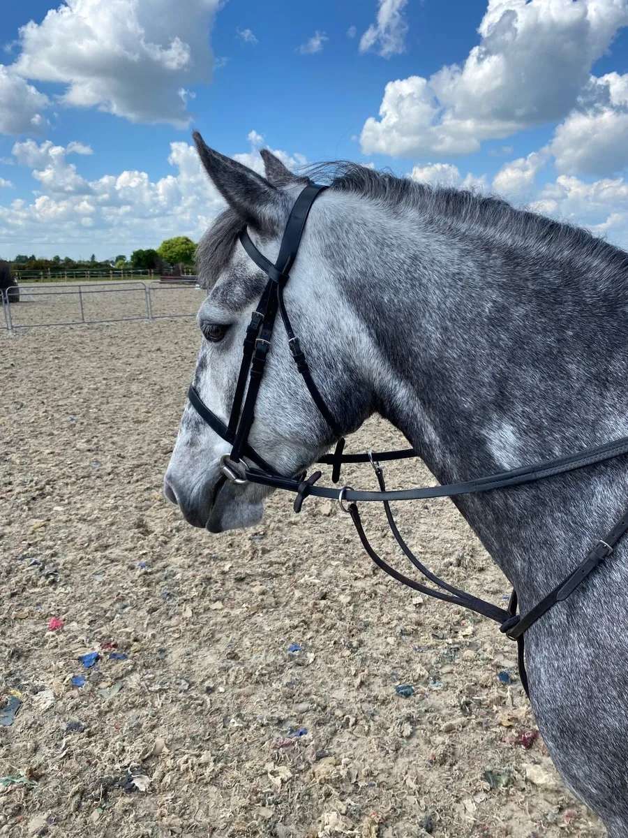 Pony - Image 1