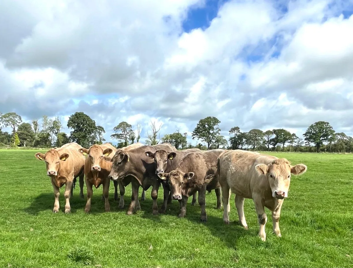 Organic cattle - Image 1