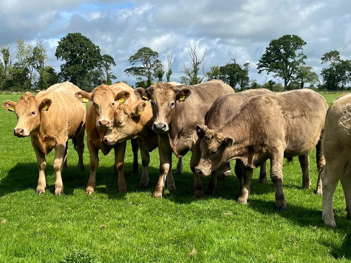Organic cattle - Image 2