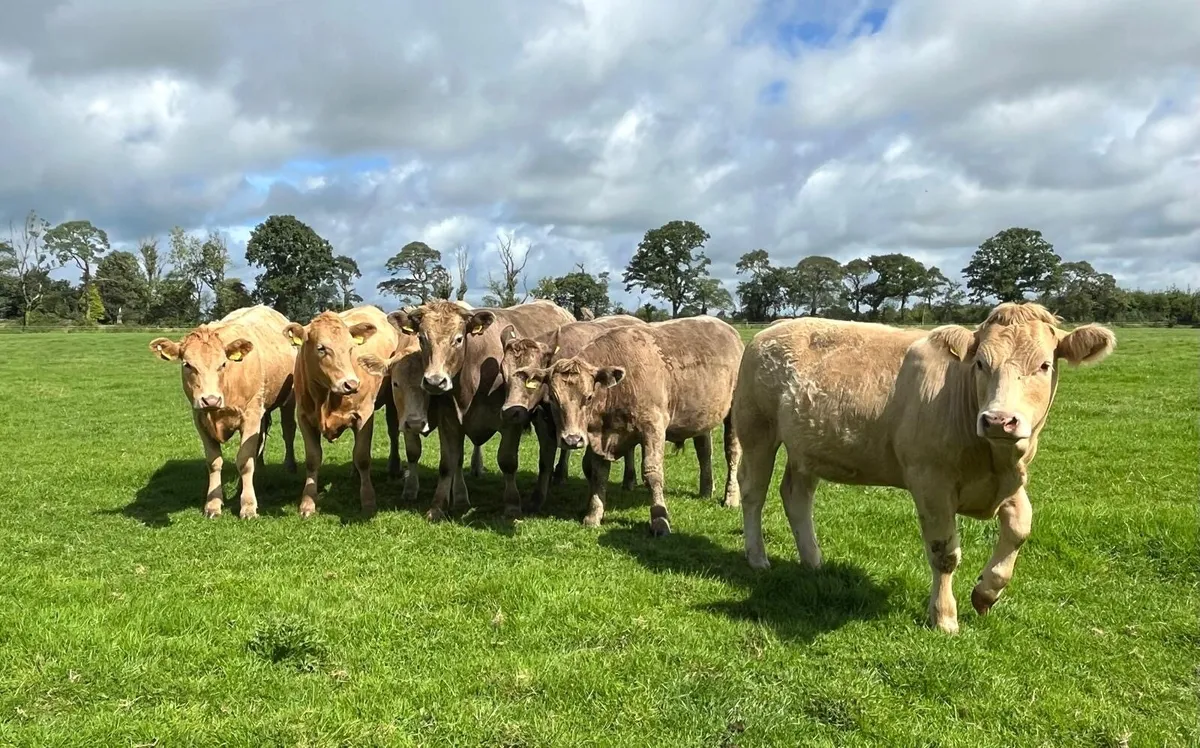 Organic cattle - Image 3