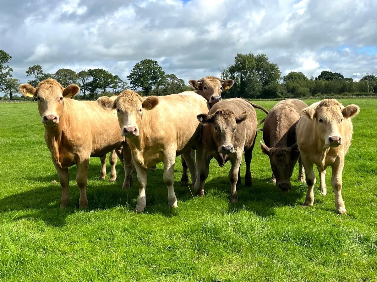 Organic cattle - Image 4