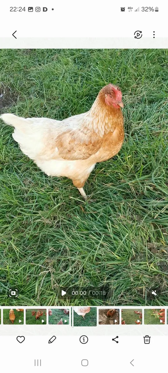 Free Range Hens - Image 1