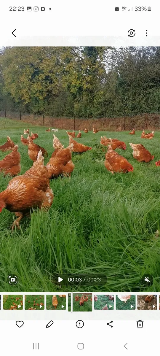 Free Range Hens - Image 2