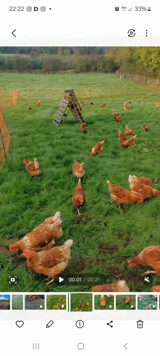 Free Range Hens - Image 3