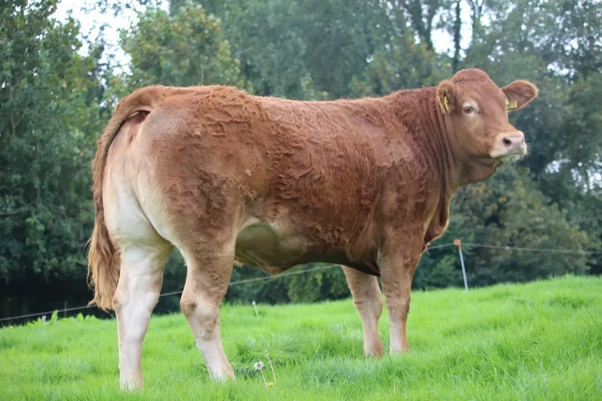 Pedigree LM breeding heifer sale Sat 6 Sept Roscre - Image 1