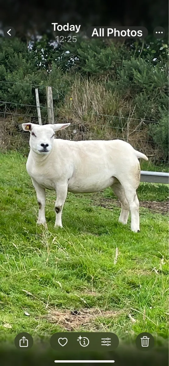 P B TEXEL SHEEP - Image 1