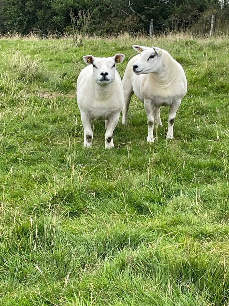 P B TEXEL SHEEP - Image 2