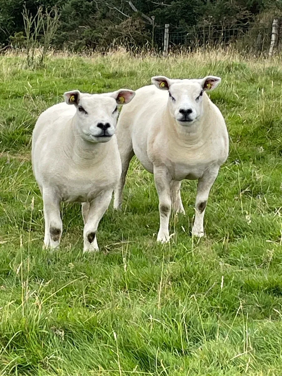P B TEXEL SHEEP - Image 3