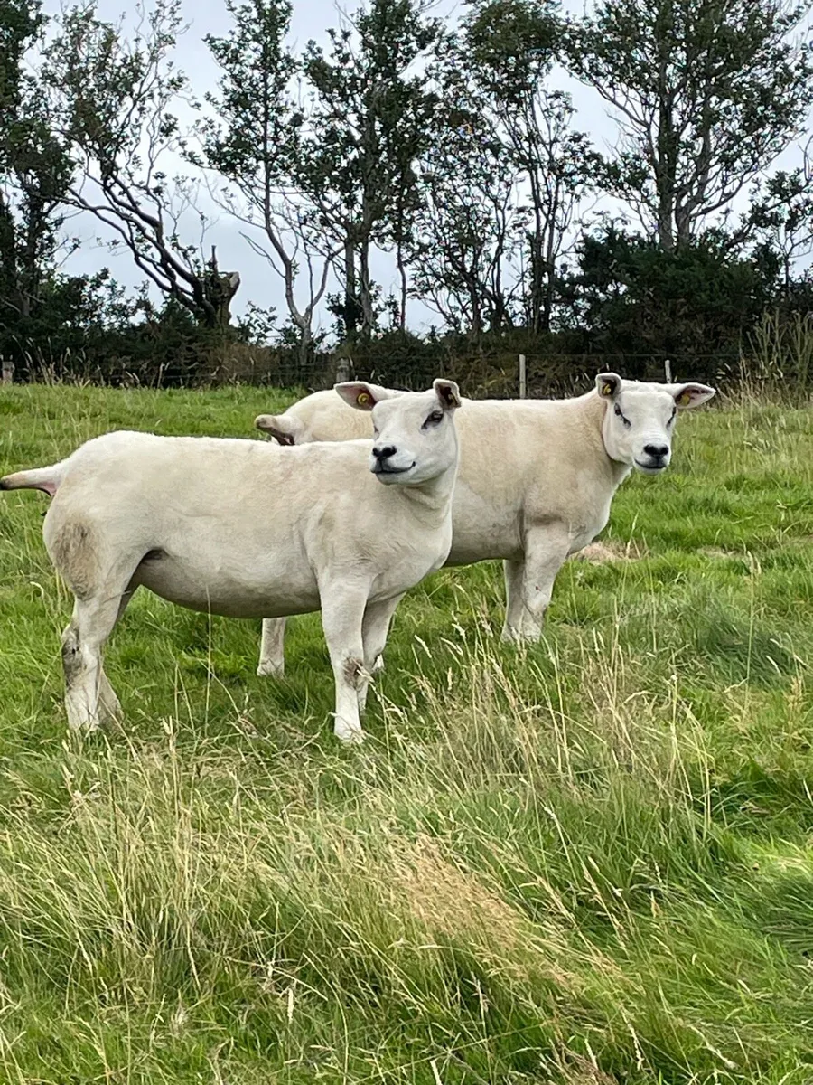 P B TEXEL SHEEP - Image 4