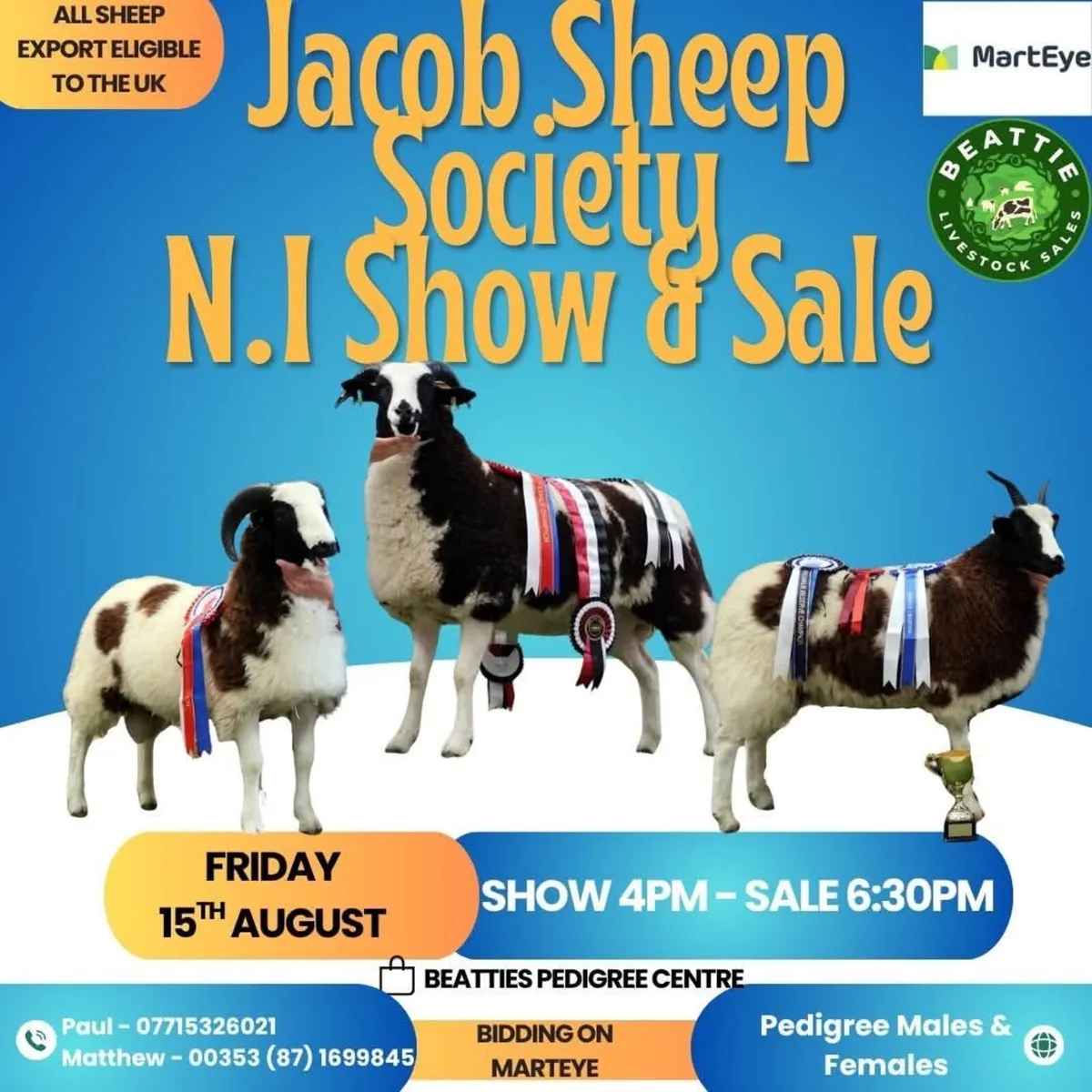 Jacob sheep - Image 1