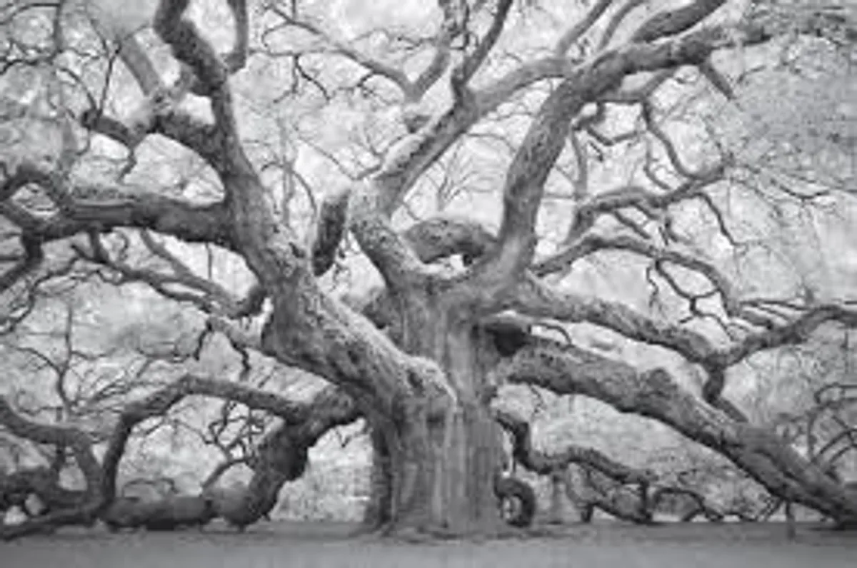 Sony A7 II Infrared Converted 780 - Image 2