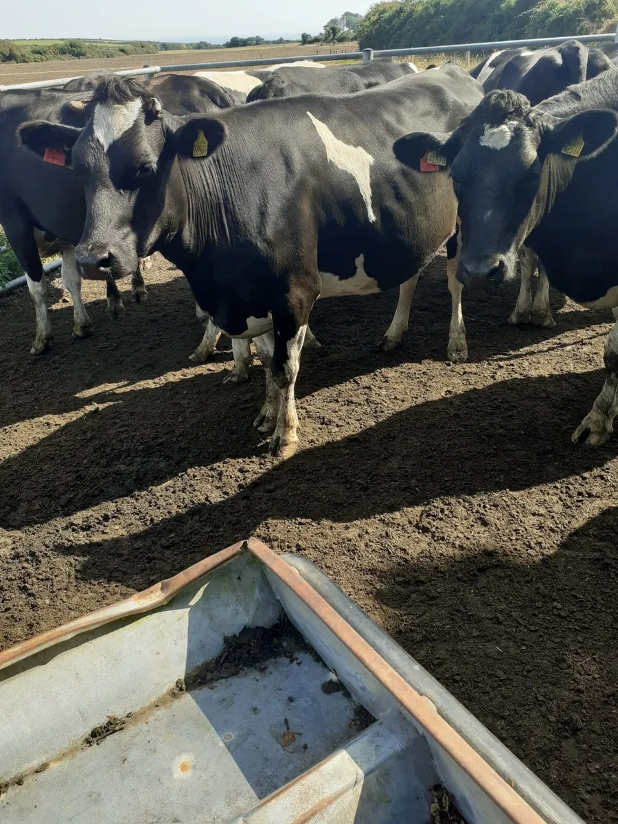 In calf heifers - Image 1