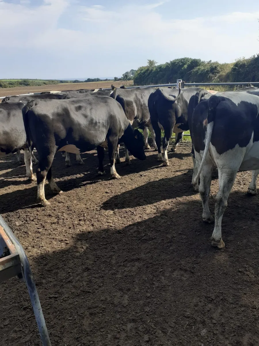 In calf heifers - Image 2