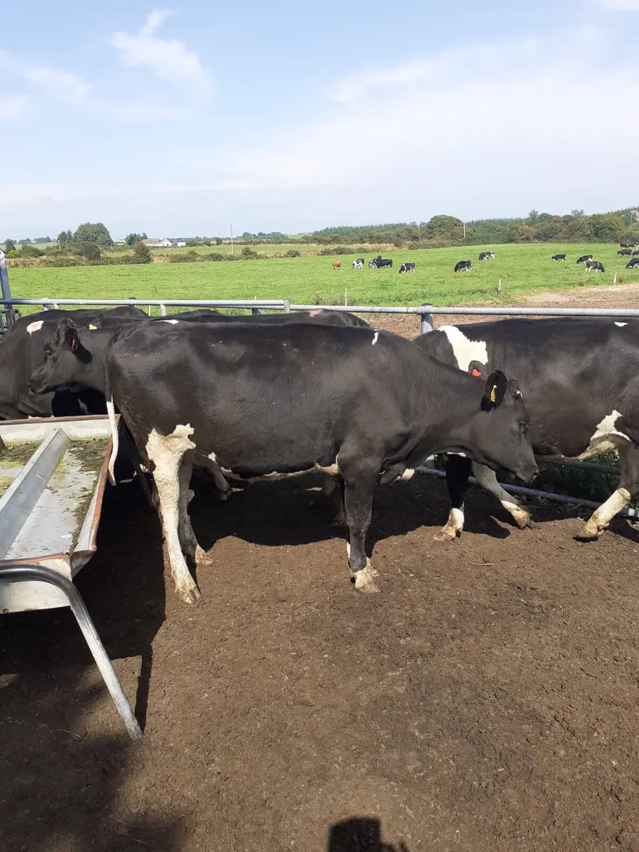 In calf heifers - Image 3
