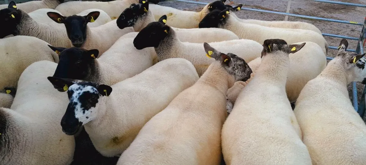Ewe Hoggetts - Image 1