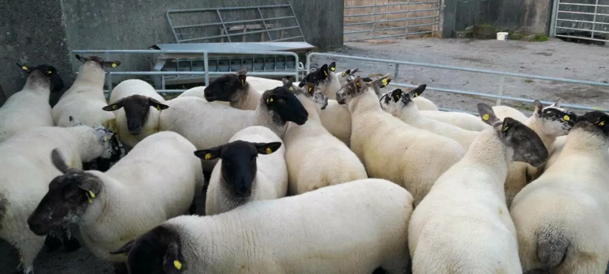 Ewe Hoggetts - Image 2