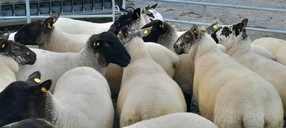 Ewe Hoggetts - Image 3