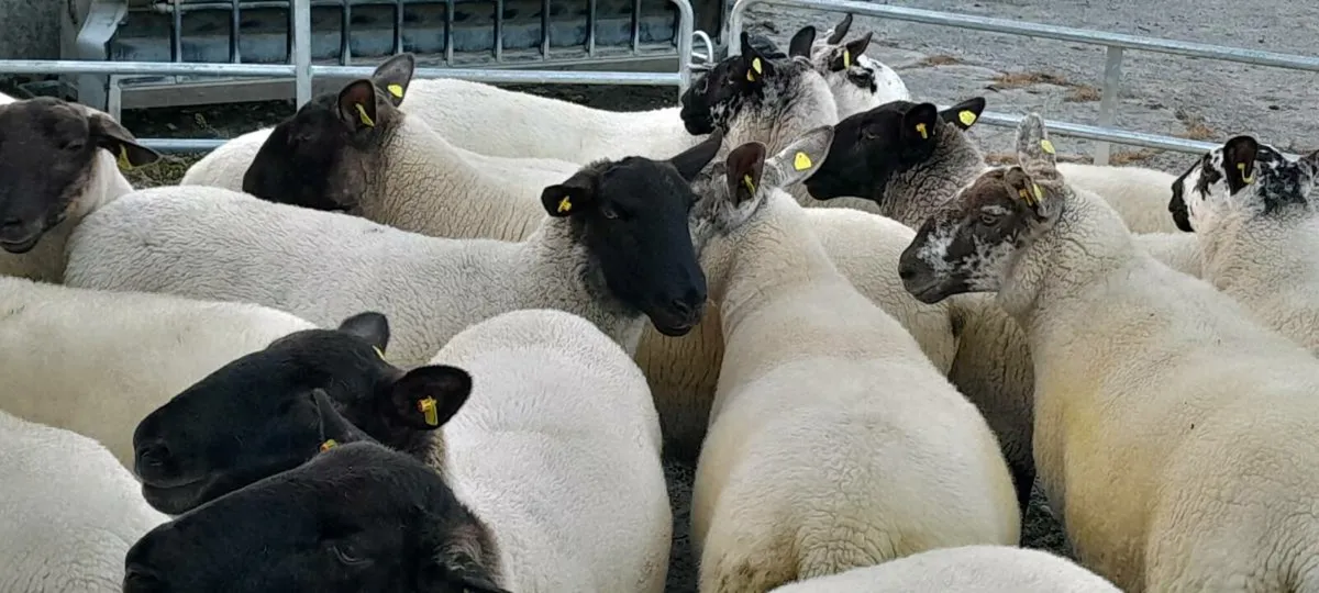 Ewe Hoggetts - Image 4