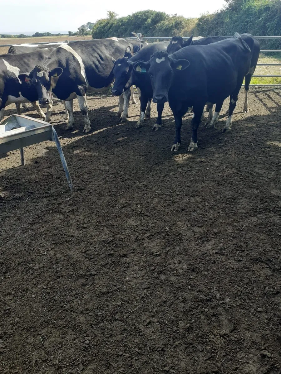 In calf heifers - Image 4