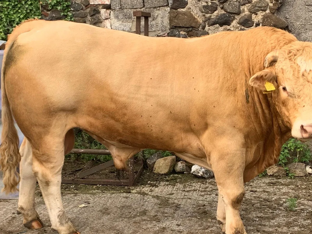Char x Lim Hybrid Bull - Image 2