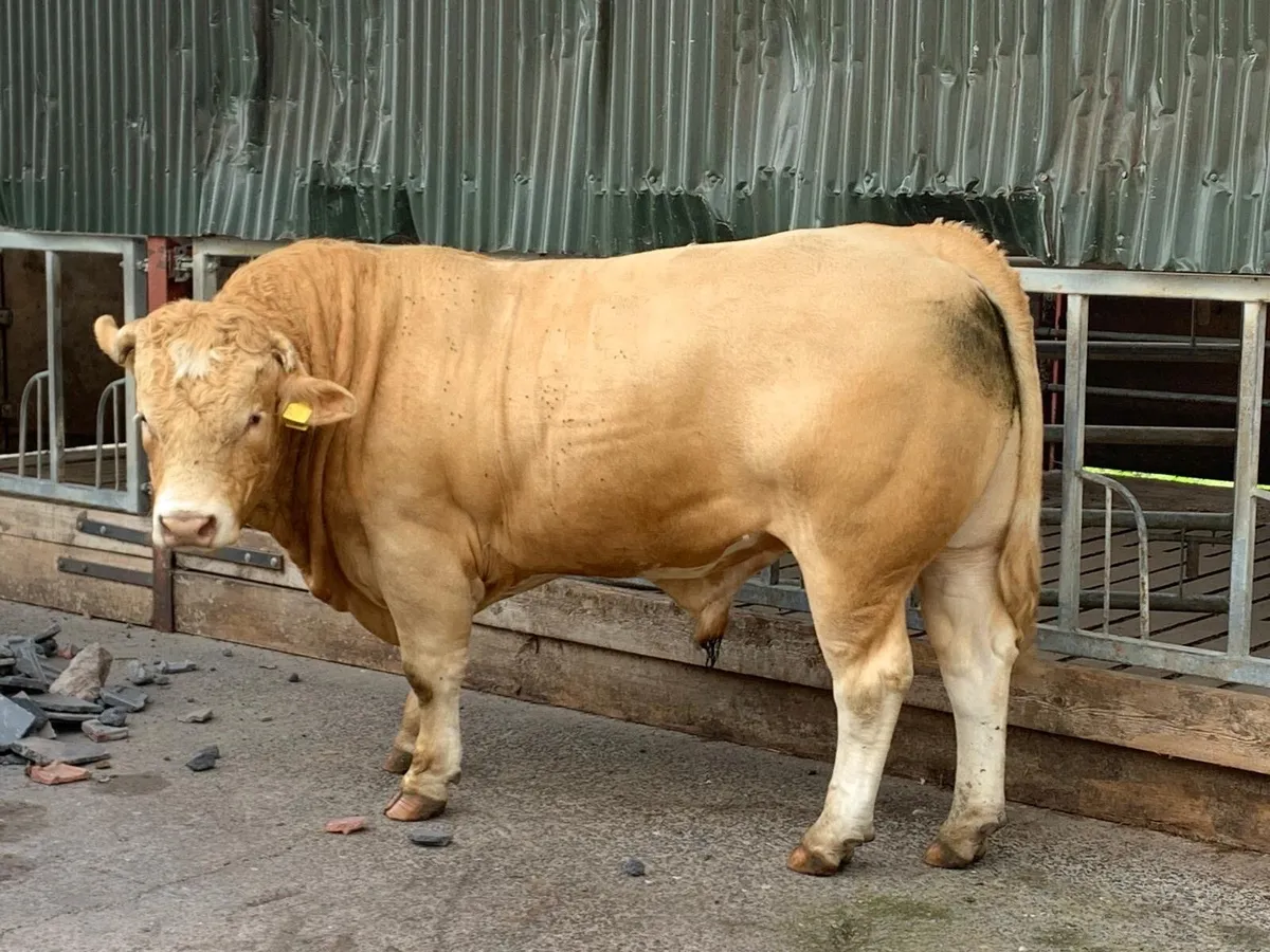 Char x Lim Hybrid Bull - Image 1