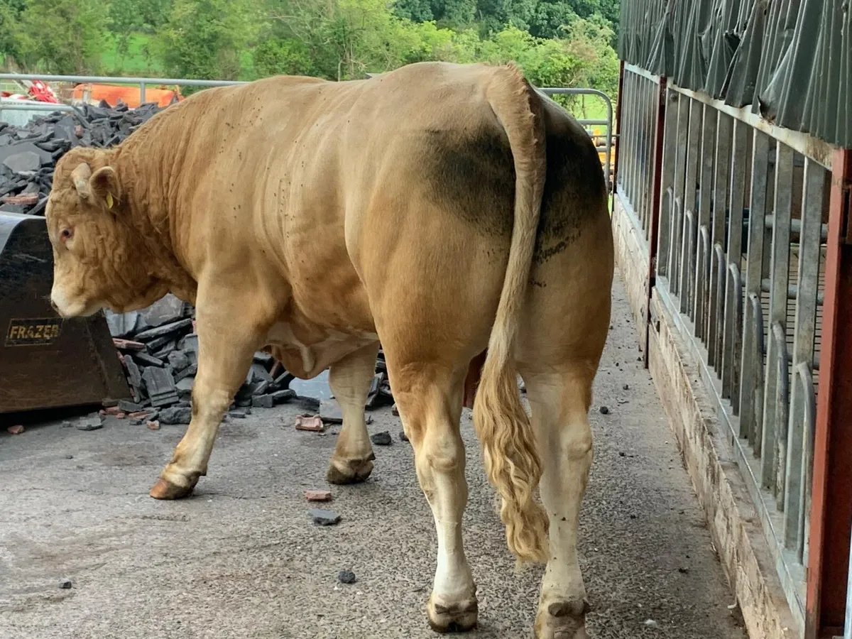 Char x Lim Hybrid Bull - Image 3