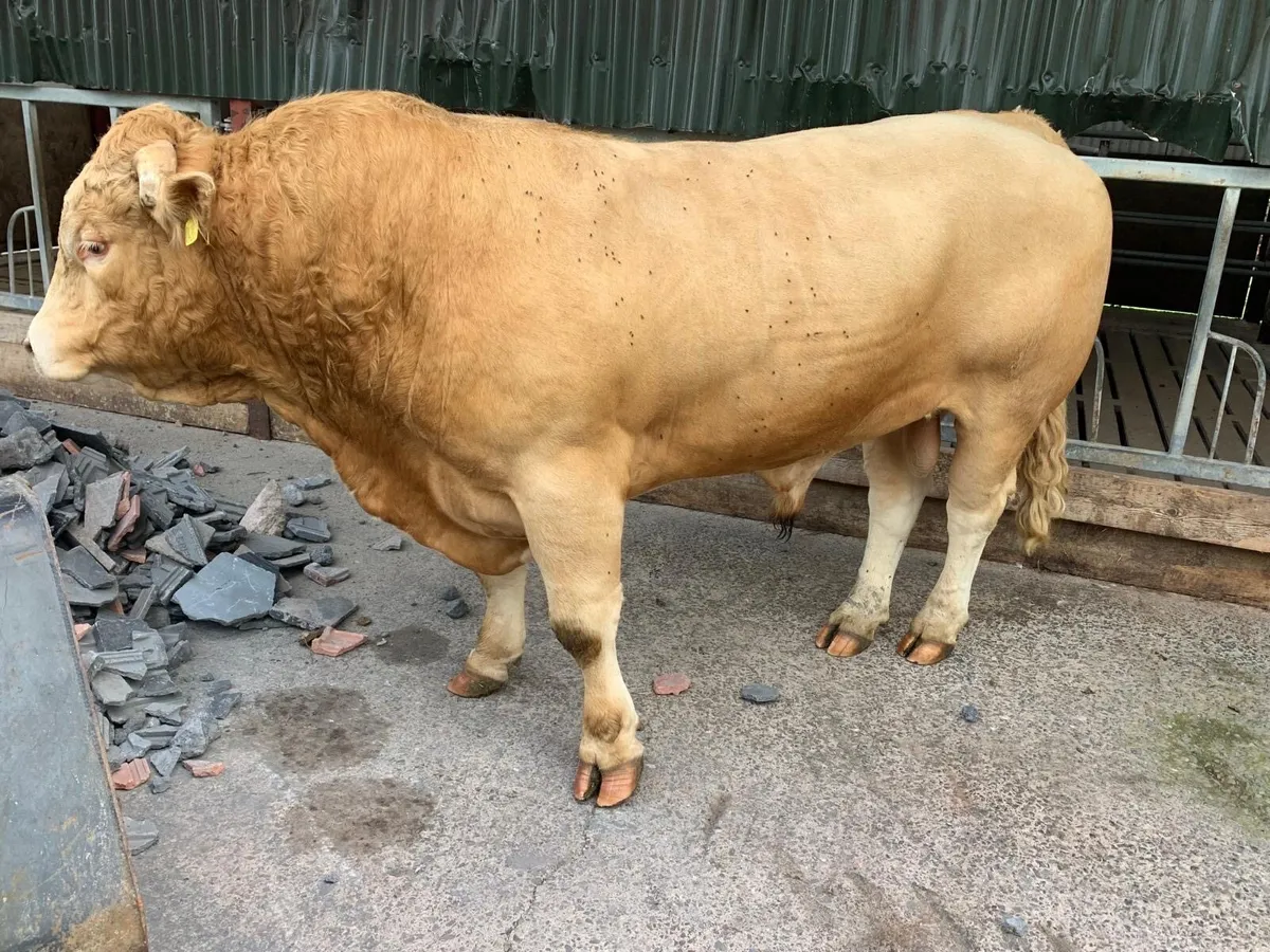 Char x Lim Hybrid Bull - Image 4