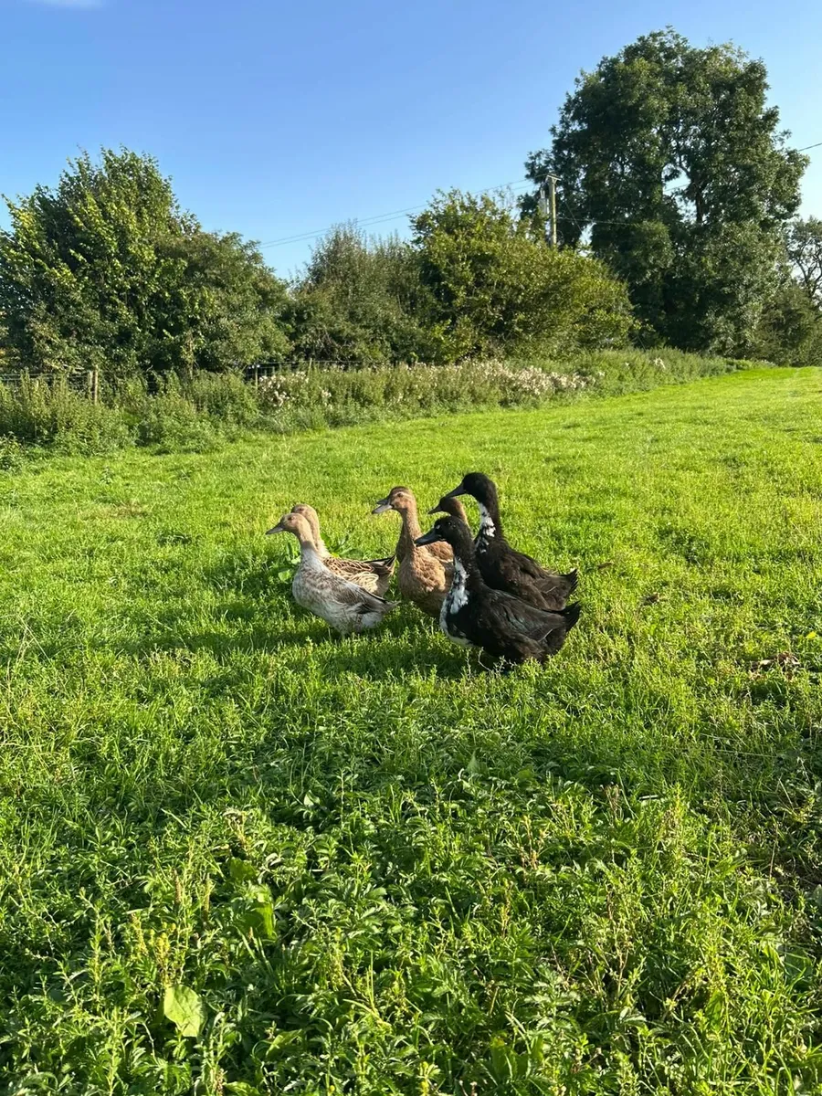 Ducks - Image 3