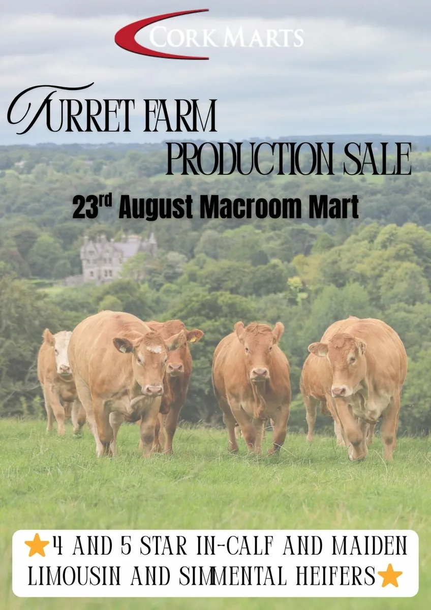 Macroom Mart Special  suckler Breeding - Image 1