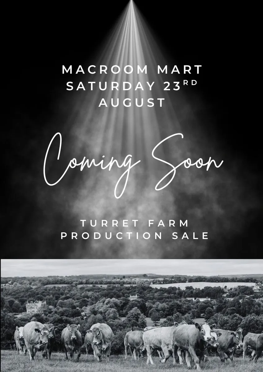 Macroom Mart Special  suckler Breeding - Image 2