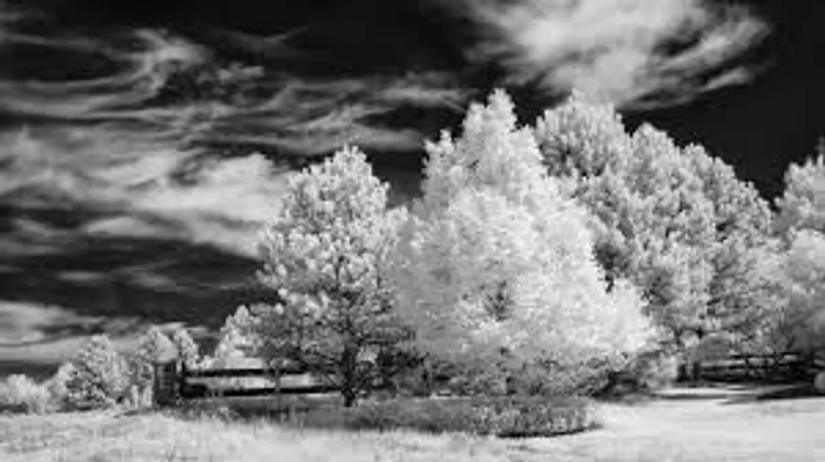 Sony A7 II Infrared Converted 780 - Image 3