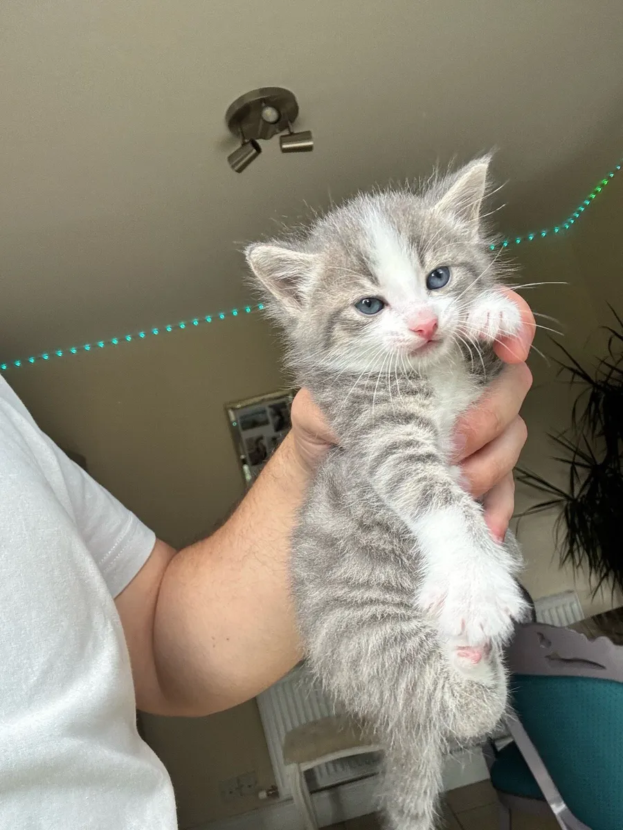 BEAUTIFUL BLUE EYED  RUSSIAN TABBY TIGER KITTEN - Image 1