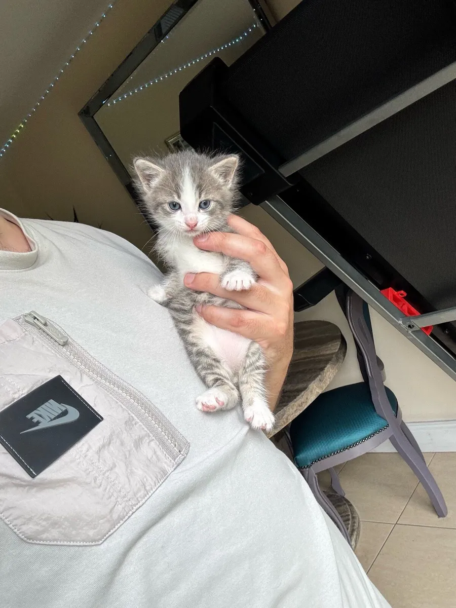BEAUTIFUL BLUE EYED  RUSSIAN TABBY TIGER KITTEN - Image 2