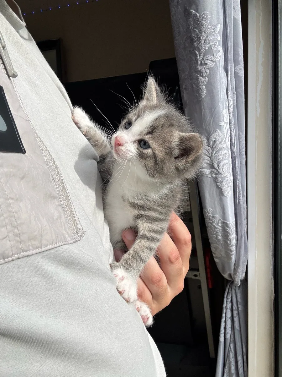 BEAUTIFUL BLUE EYED  RUSSIAN TABBY TIGER KITTEN - Image 3