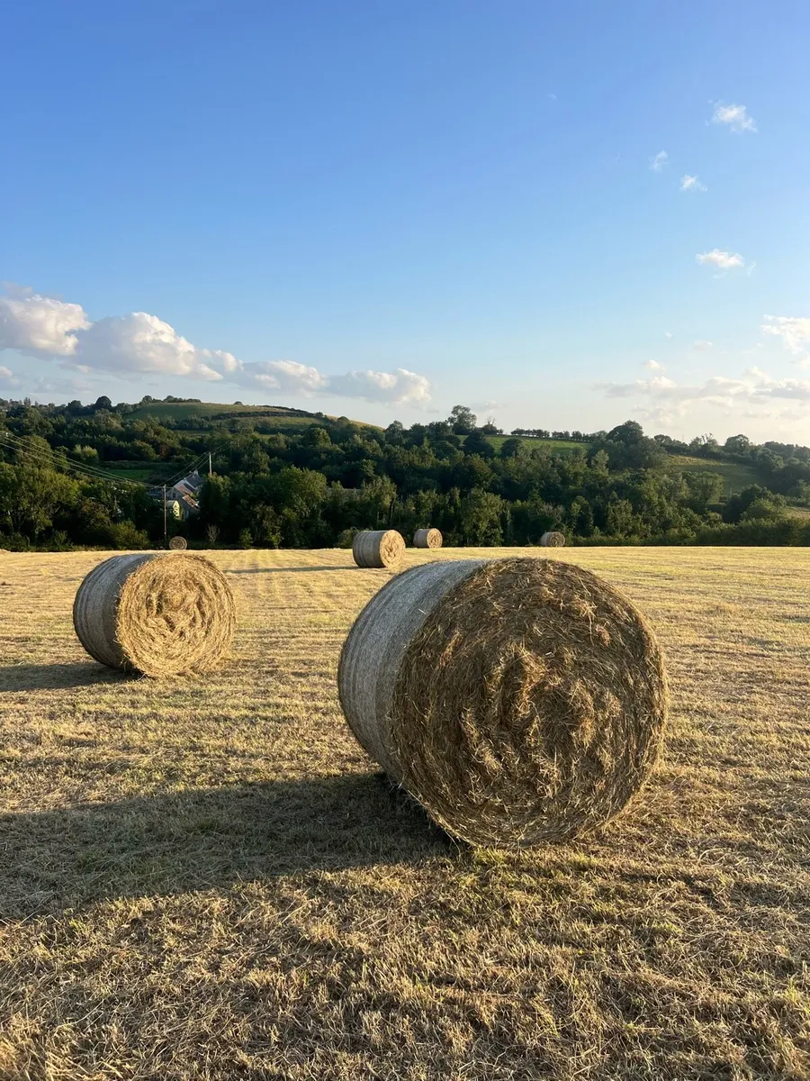 Hay - Image 1