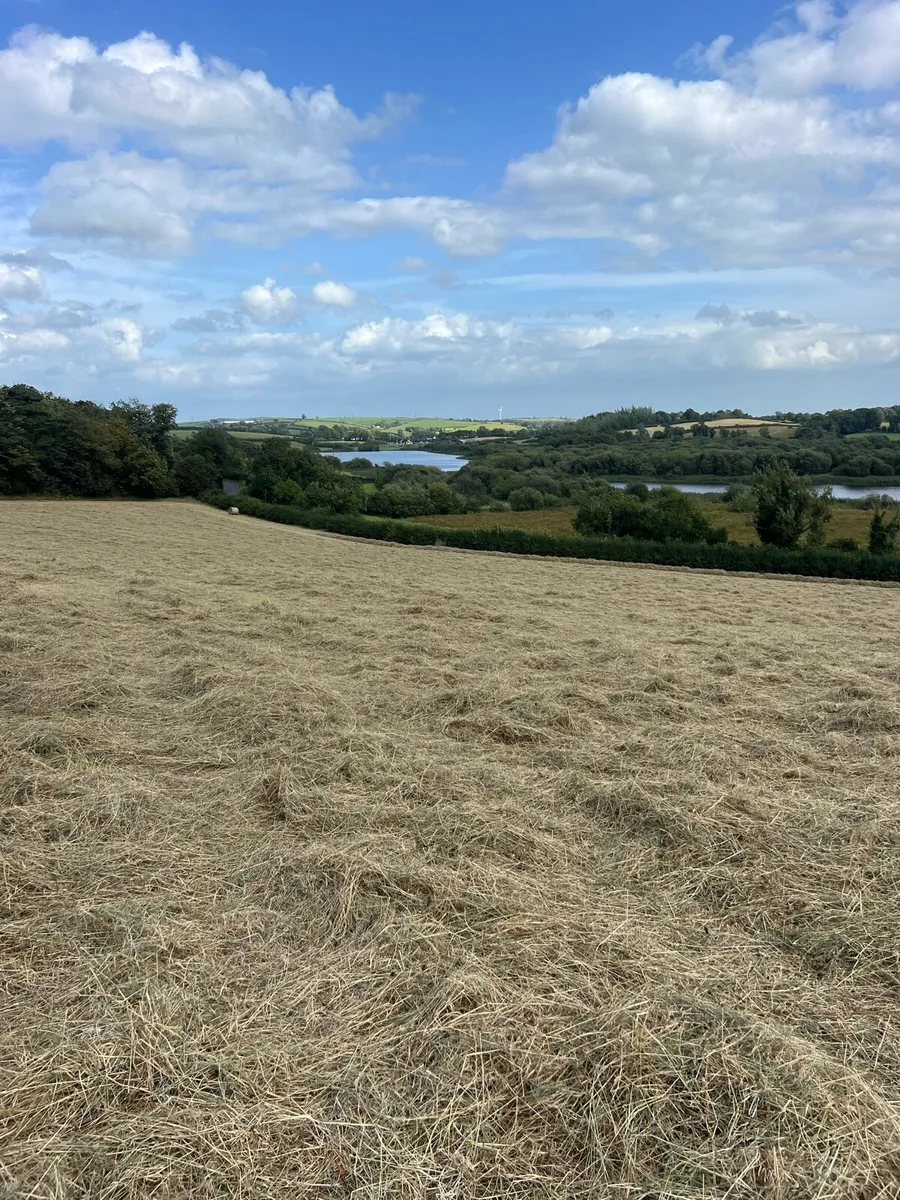 Hay - Image 2