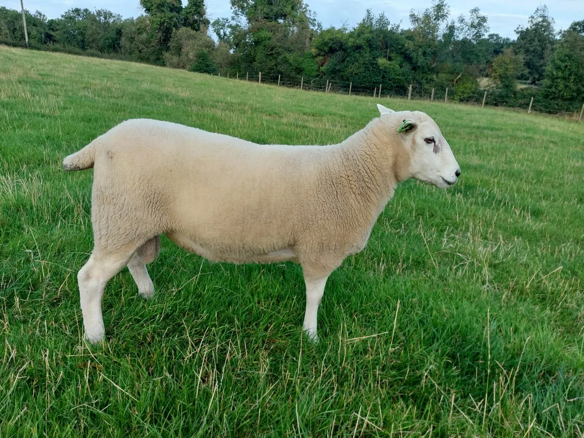 Pedigree Lleyn Rams - Image 3