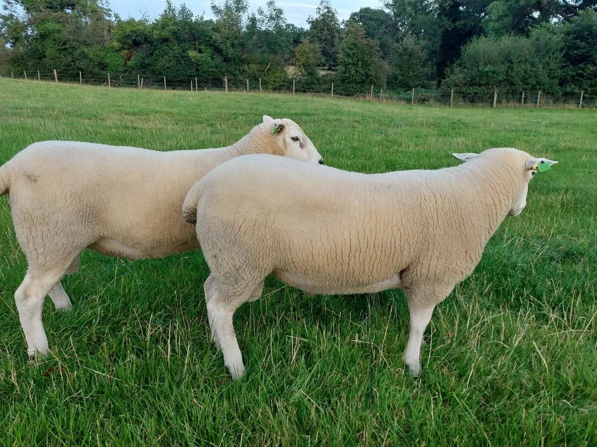 Pedigree Lleyn Rams - Image 2