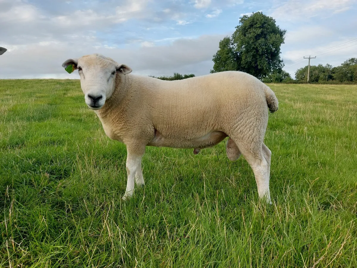 Pedigree Lleyn Rams - Image 1